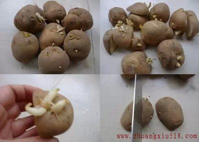 创意家居：你还在买盆栽?太落后了，看看这个!