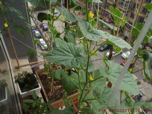 手把手教你在阳台种出够全家吃的菜!