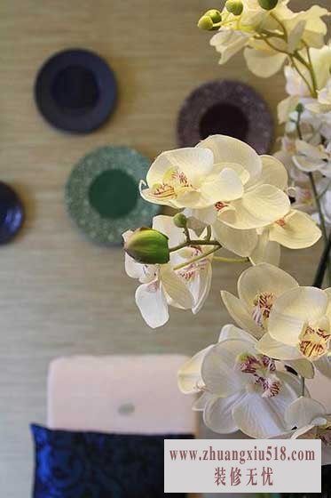 一盆蝶兰,君子所爱。