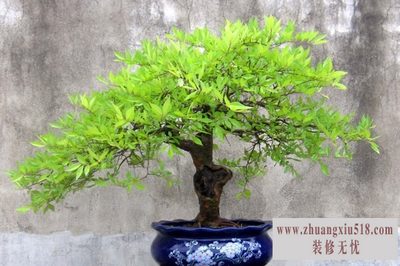 榔榆 榔榆