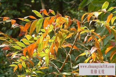 黄连木 黄连木