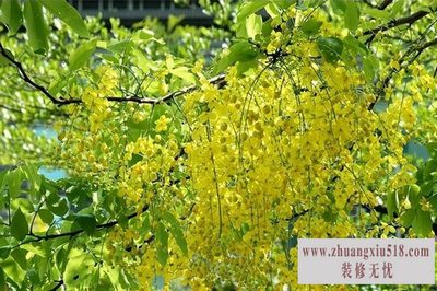 黄连木 黄连木