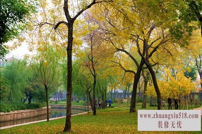 黄连木 黄连木