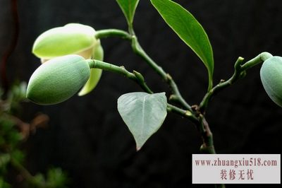 夜合花 夜合花