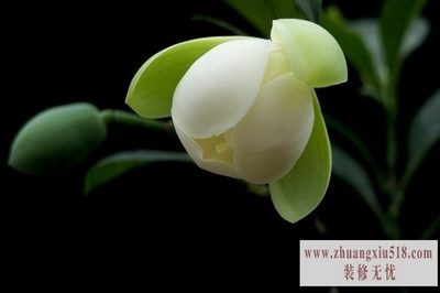 夜合花 夜合花