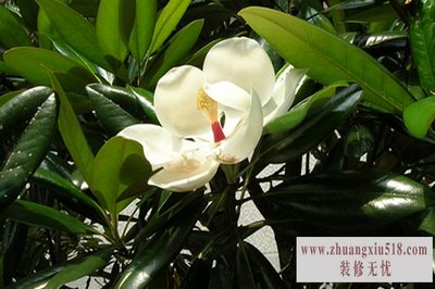 夜合花 夜合花