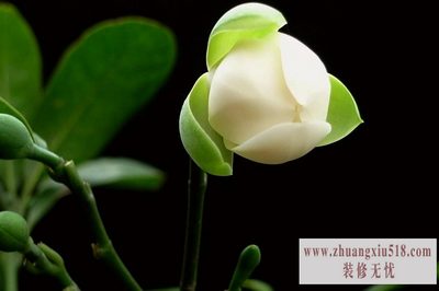 夜合花 夜合花