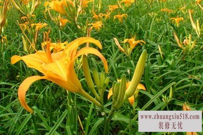 黄花菜种苗 黄花菜种苗