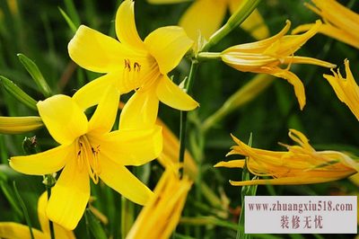 黄花菜种苗 黄花菜种苗