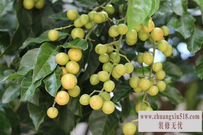 黄皮 黄皮