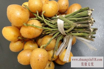 黄皮 黄皮