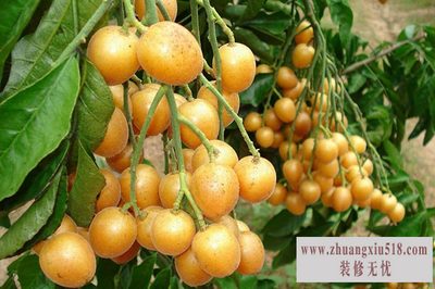 黄皮 黄皮