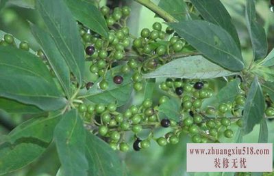 山苍子枕头