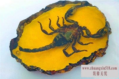 琥珀的形成过程