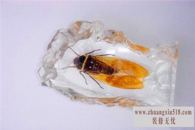 琥珀的形成过程
