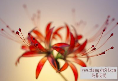 水晶花材料