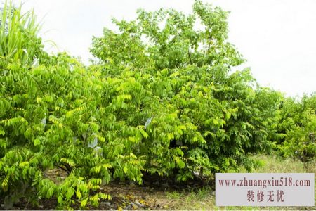 杨桃树风水
