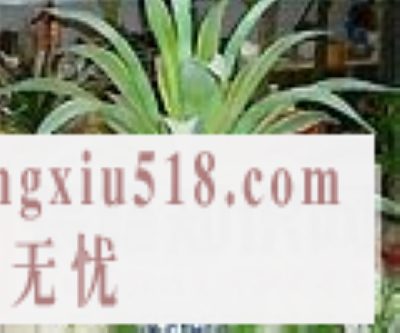 花草净化空气