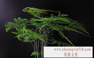 室内盆景植物