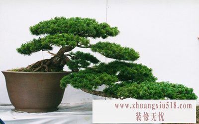 室内盆景植物