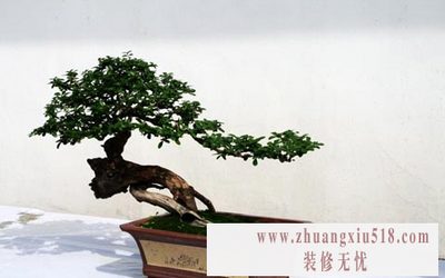 ľֲ辰